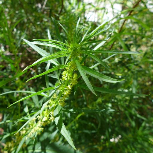 Datisca glomerata other