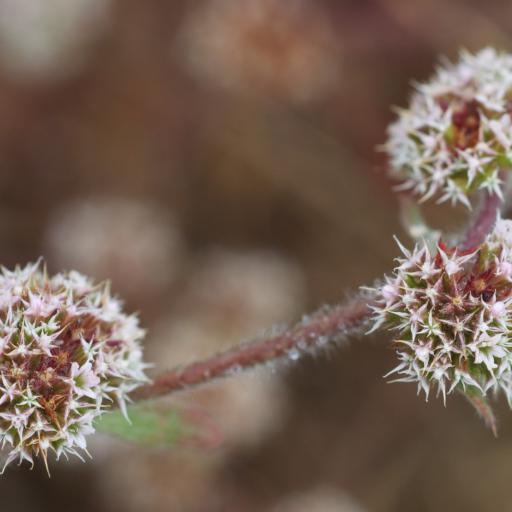 Chorizanthe cuspidata other