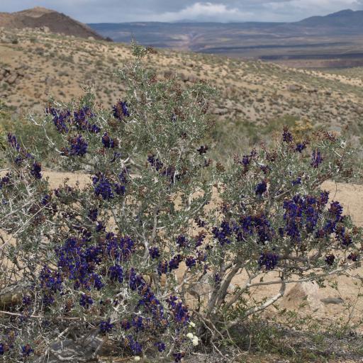 Psorothamnus arborescens other