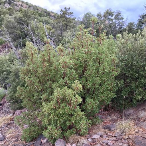 Arbutus arizonica other