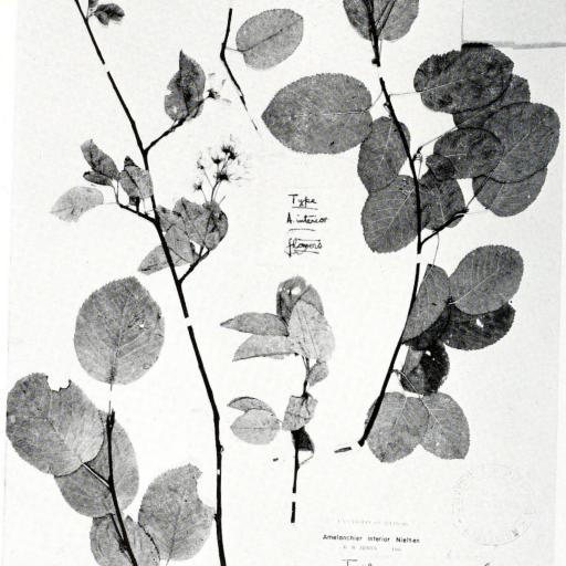 Amelanchier interior other