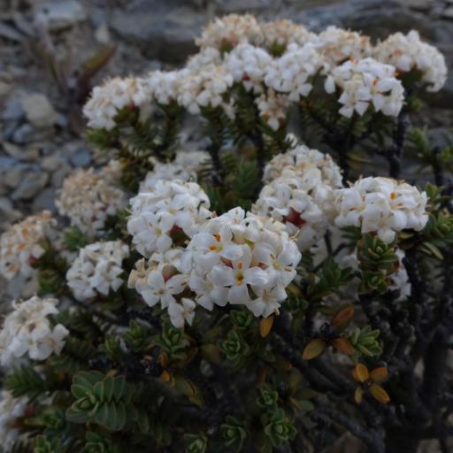 Pimelea traversii other