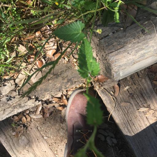 Tragia betonicifolia — related species from the same genus