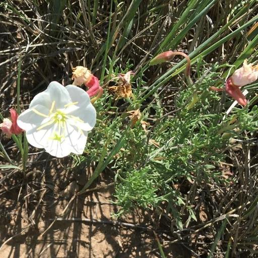 Oenothera coronopifolia other
