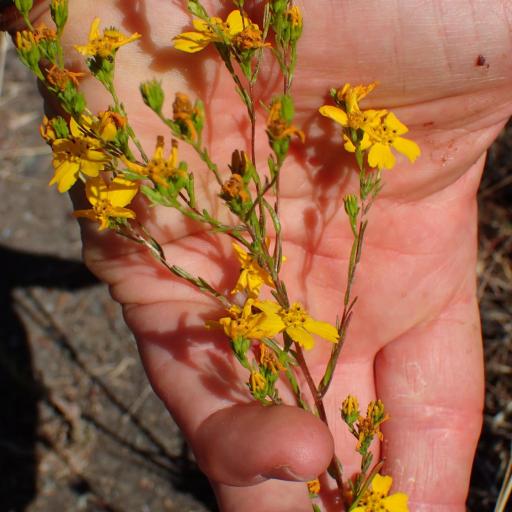 Deinandra fasciculata other
