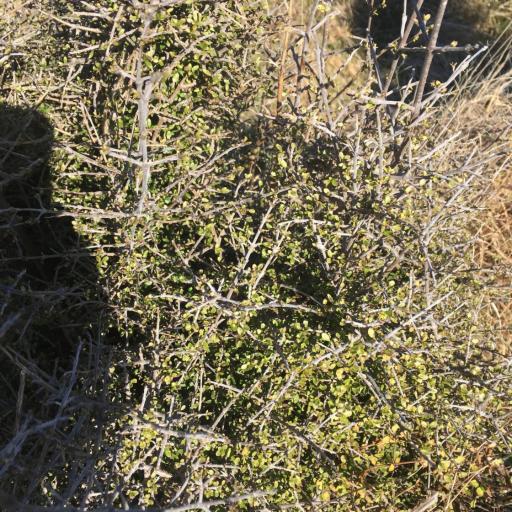 Coprosma dumosa other