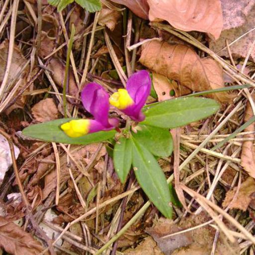 Polygaloides chamaebuxus — search result for 'Polygala'