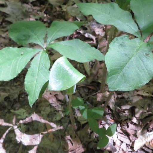 Arisaema quinatum other