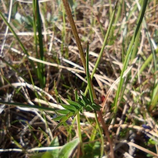 Polemonium villosum — search result for 'Polemoniaceae'