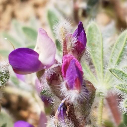 Lupinus concinnus other