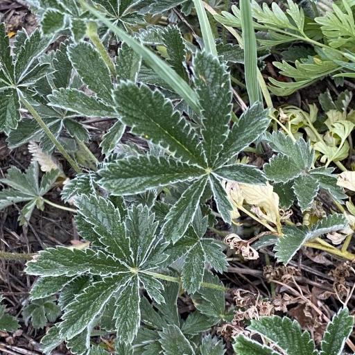 Potentilla pulcherrima — houseplant care guide