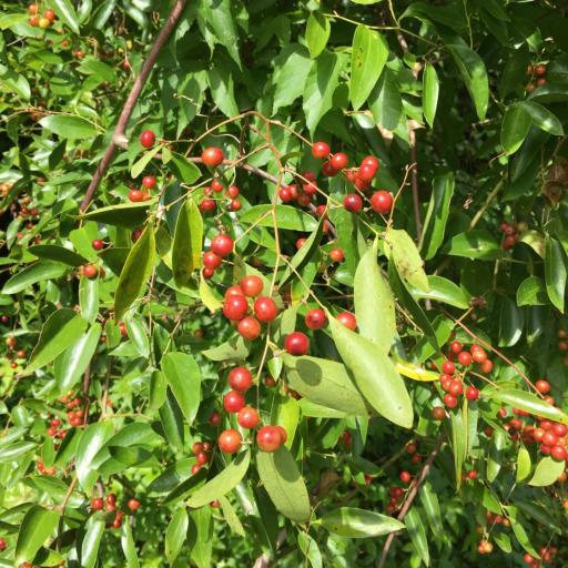 Smilax maritima other