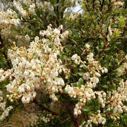 Gaultheria rupestris other