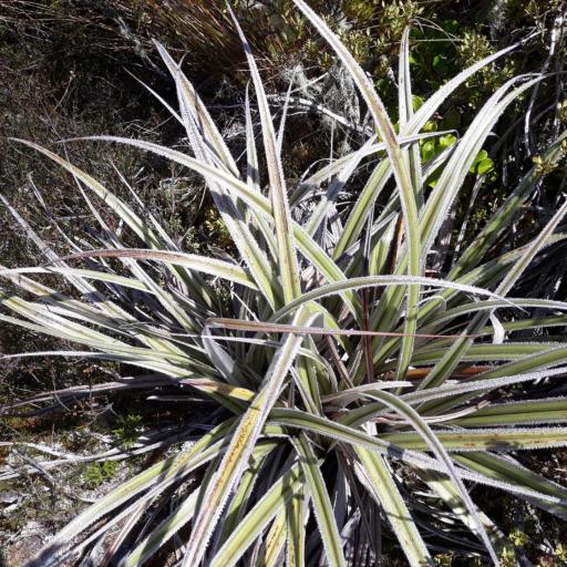 Astelia nervosa other