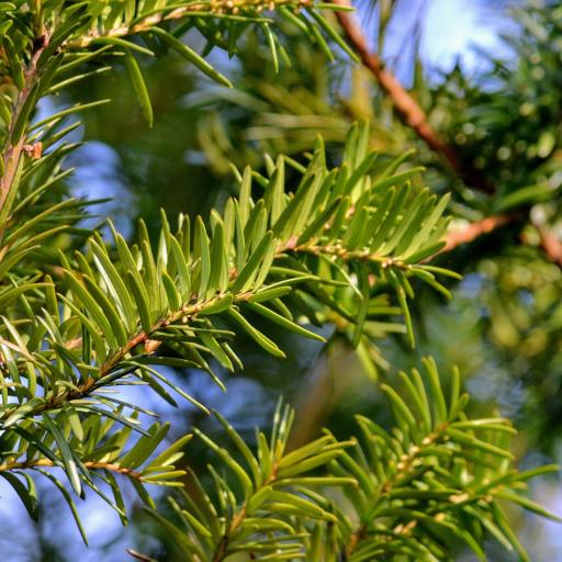 Taxus × media other