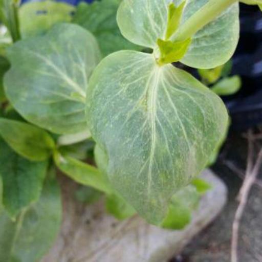 Valeriana rubra other