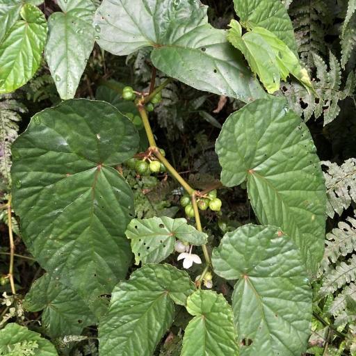 Begonia longifolia — houseplant care guide