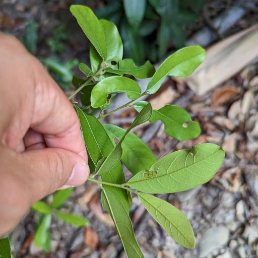 Litsea hypophaea other