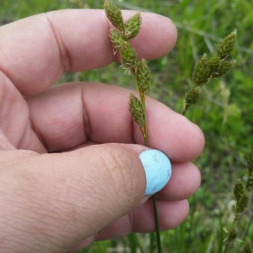 Carex bicknellii other