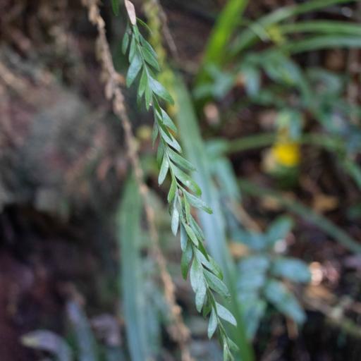 Tmesipteris tannensis other