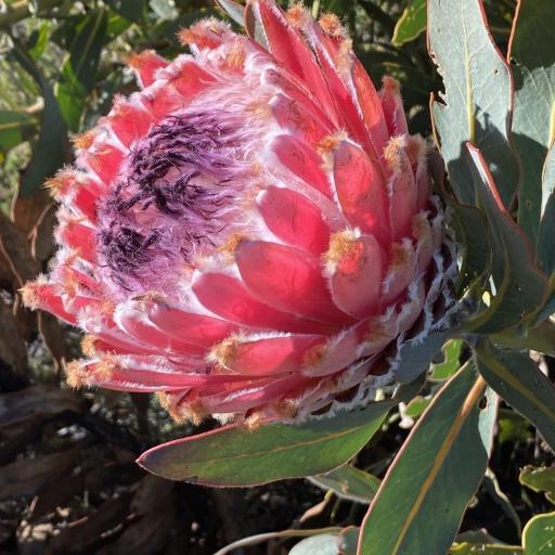 Protea magnifica — search result for 'Protea'