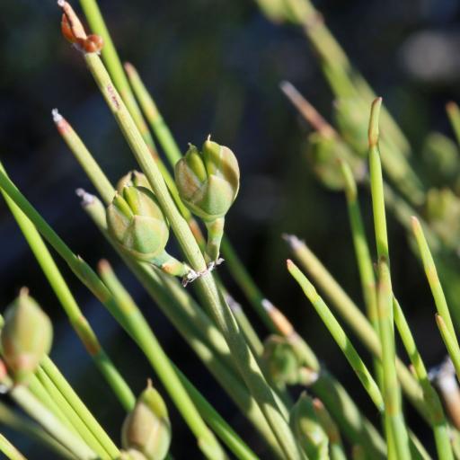 Ephedra nevadensis other