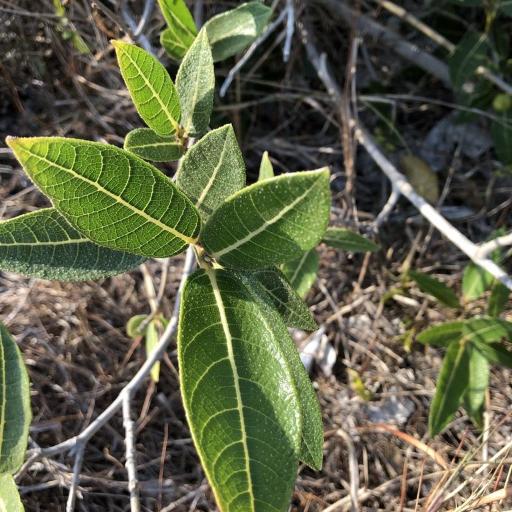 Ficus opposita other