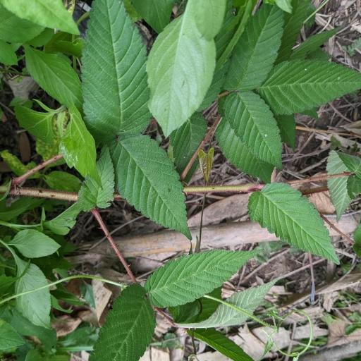 Rubus croceacanthus other