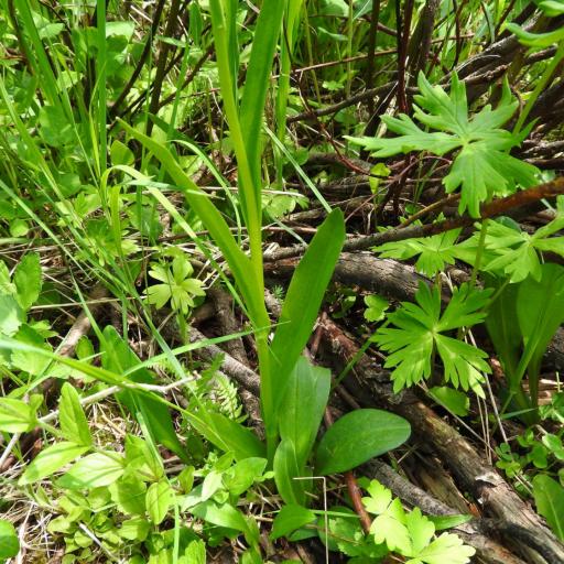 Platanthera huronensis — search result for 'Labrador'