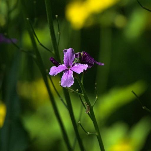 Hesperis sibirica — related species from the same genus