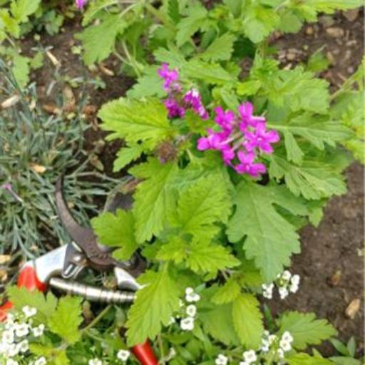 Verbena canadensis other