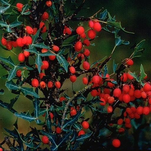 Berberis trifoliolata other
