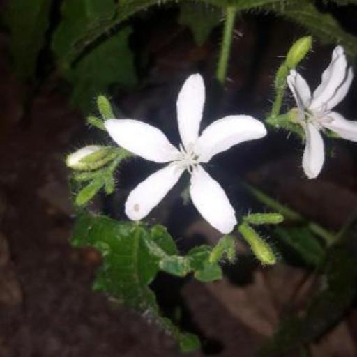 Cnidoscolus stimulosus other