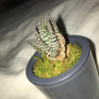 Haworthiopsis fasciata