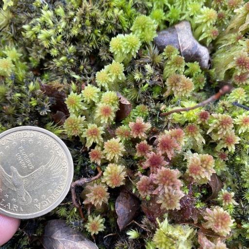 Sphagnum capillifolium — search result for 'and Greenland'