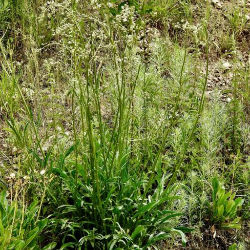 Valeriana edulis other