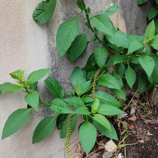 Phytolacca heterotepala other