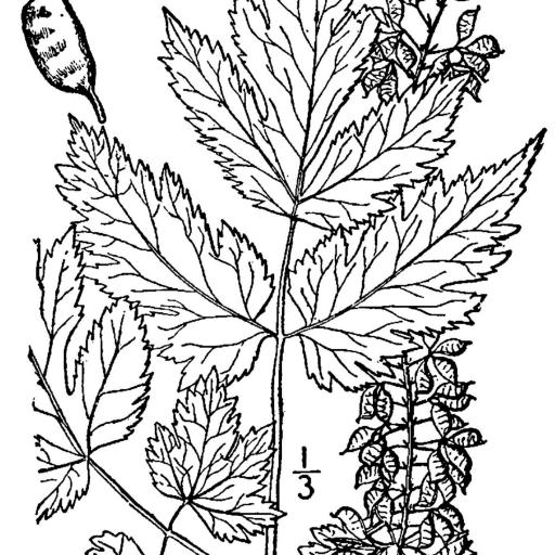 Actaea podocarpa other