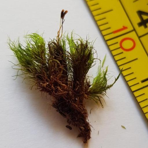 Campylopus flexuosus other