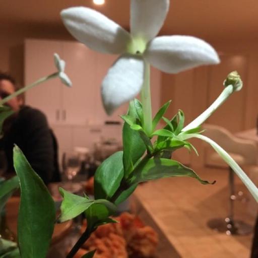 Bouvardia longiflora — related species from the same genus