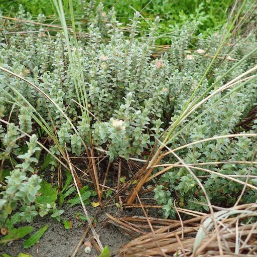 Pimelea villosa other