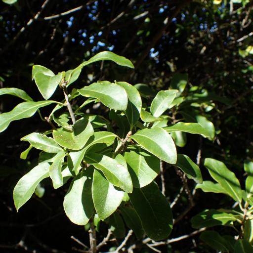 Pittosporum colensoi other