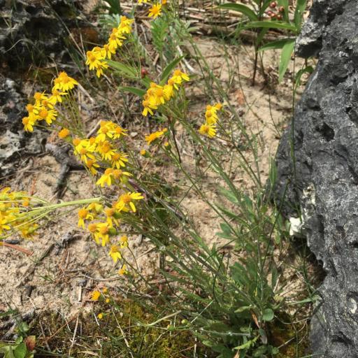 Packera paupercula other