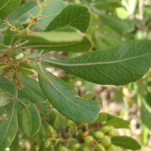 Searsia pallens other