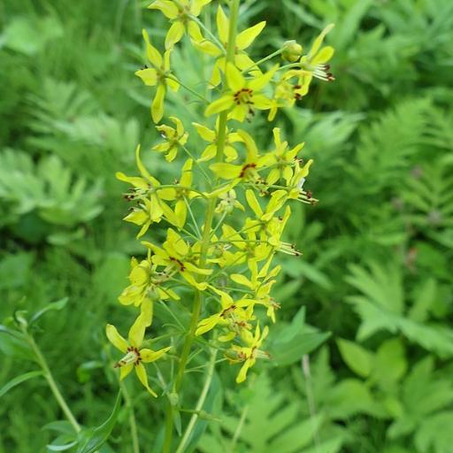 Lysimachia terrestris — search result for 'Lysimachia'