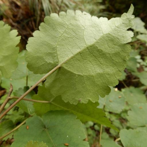 Hoheria glabrata other