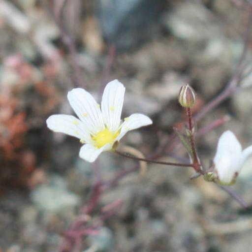Sabulina douglasii — related species from the same genus