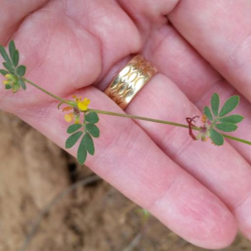 Acmispon micranthus — search result for 'Acmispon'
