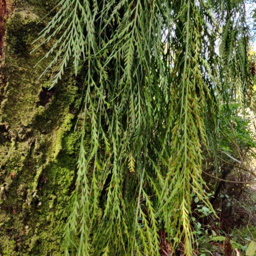 Asplenium flaccidum other