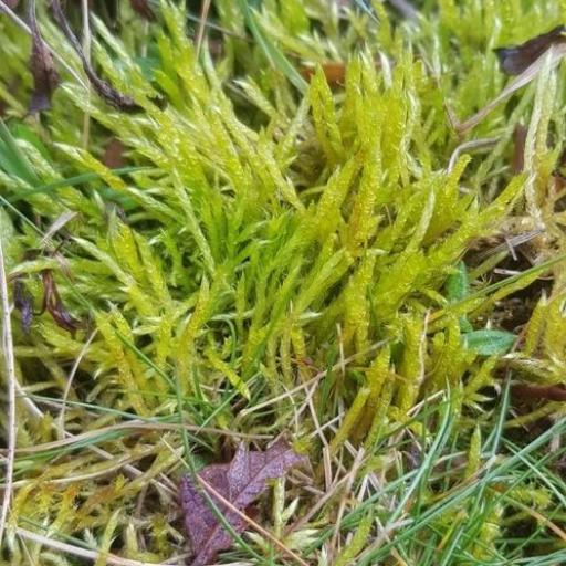 Brachythecium albicans — houseplant care guide